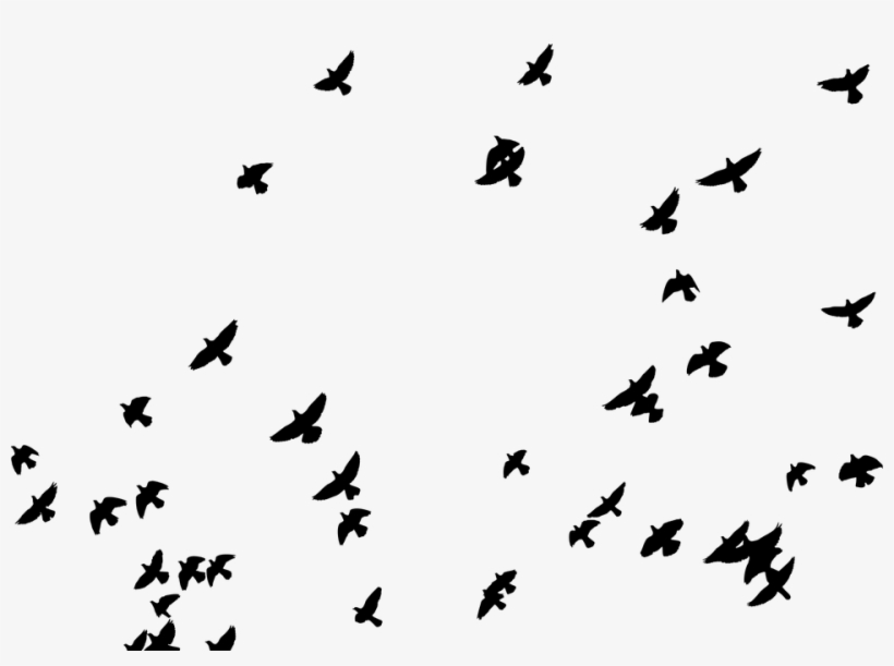 820x611 Flying Birds Vector Png
