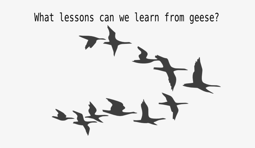 820x476 Flying Birds Vector Png