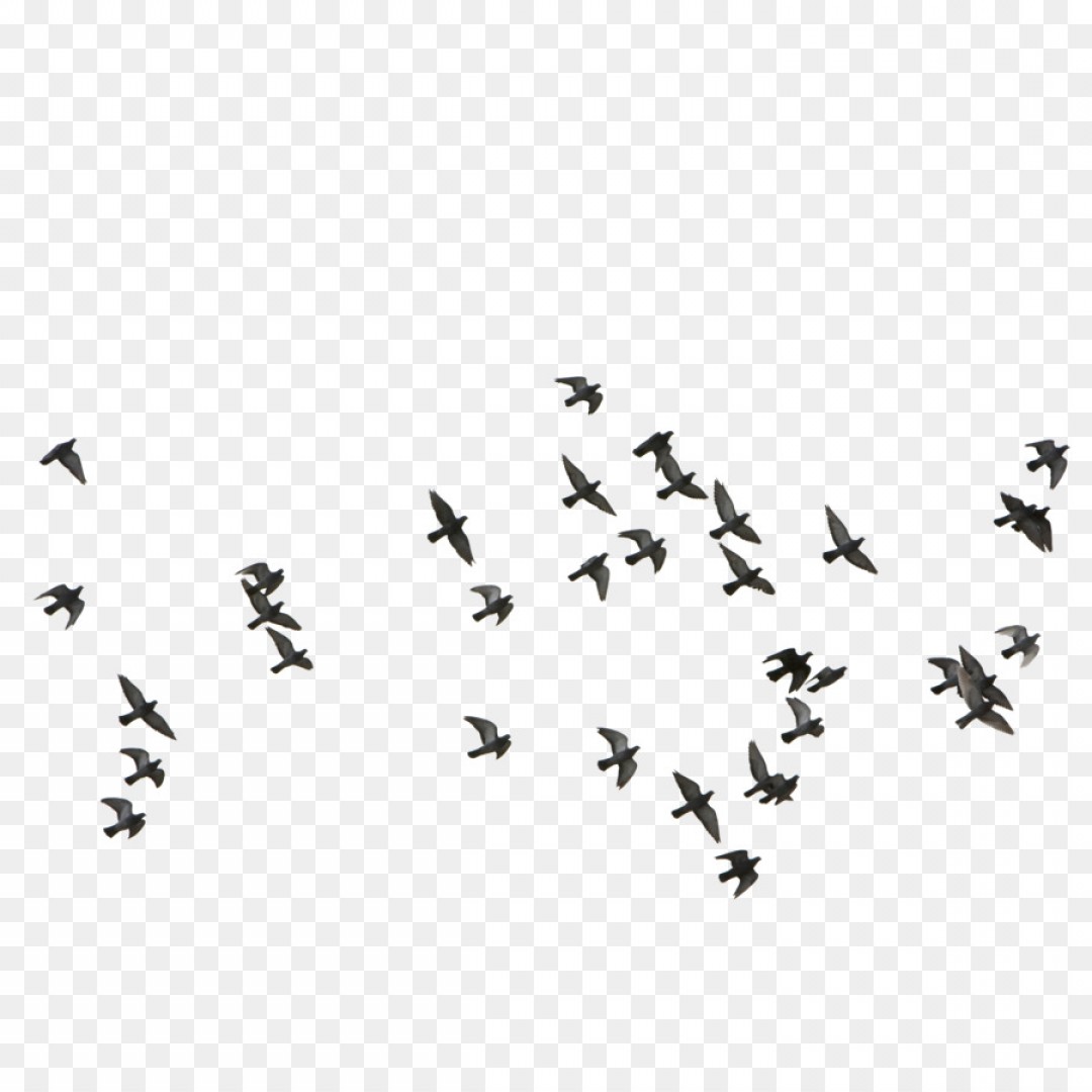 1080x1080 Png Bird Euclidean Vector Feige Flocks Of Birds Flying Soidergi