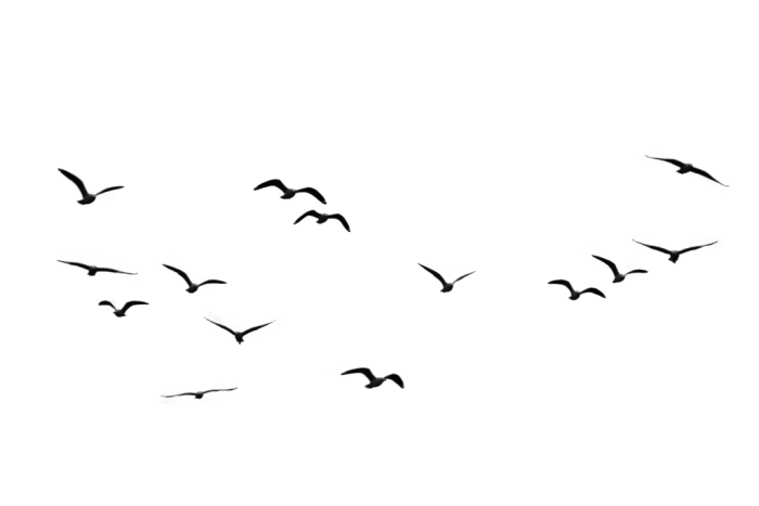 700x467 Png Bird Vector, Clipart