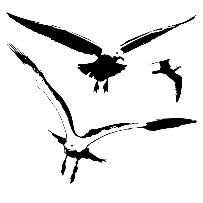 800x800 Seagull Birds Vector Silhouette Free Vector Silhouette Graphics
