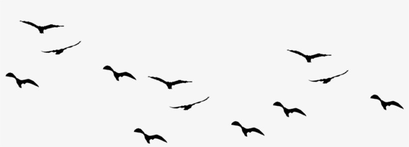 820x296 Transparent Images