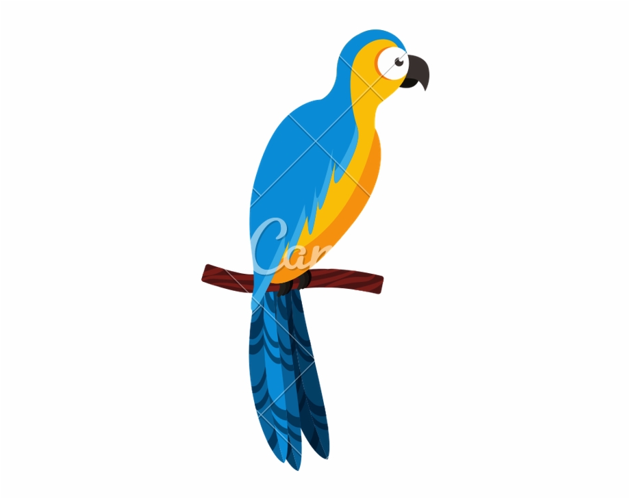 920x729 Vector Parrot Tropical Bird