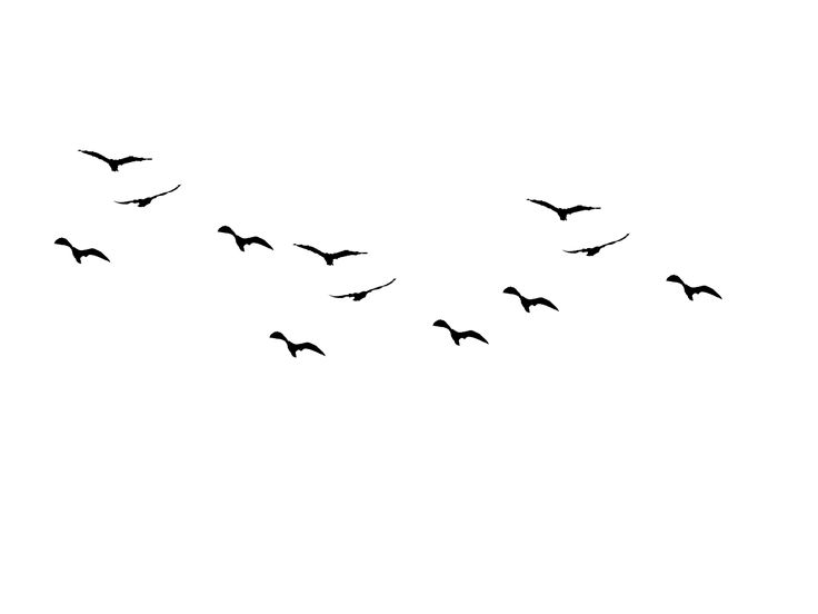 736x552 Bird Outline Png Hd Transparent Bird Outline Hd Images