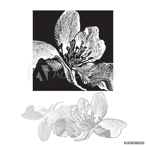 Black And White Cherry Blossom Vector