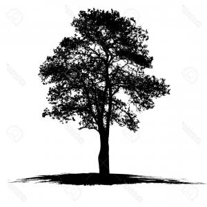 Prunus Serrulata Border Cherry Blossom Sakura National Flower 300x300 Prunus Serrulata Border Cherry Blossom Sakura National Flower