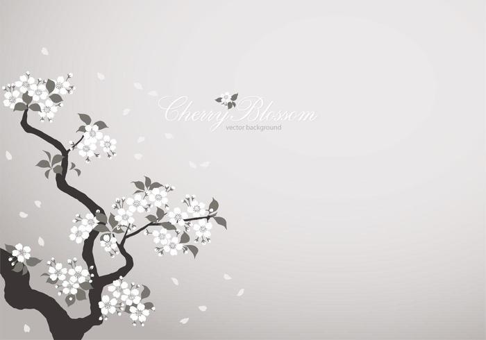 White Cherry Blossom Background Vector 700x490 White Cherry Blossom Background Vector