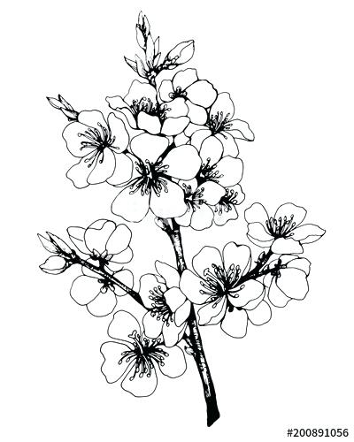 Black And White Cherry Blossom Vector at Vectorified.com | Collection ...