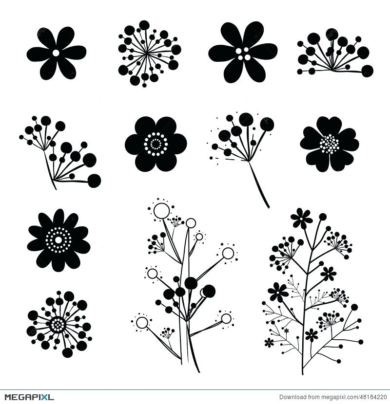 800x830 White Flowers Vector