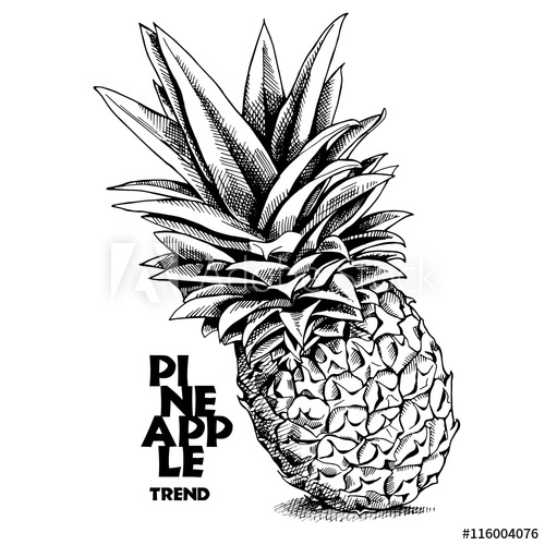 500x500 Pineapple Vector Black And White Illustration