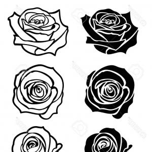 300x300 Isolated Of Black And White Roses Vector Catamart