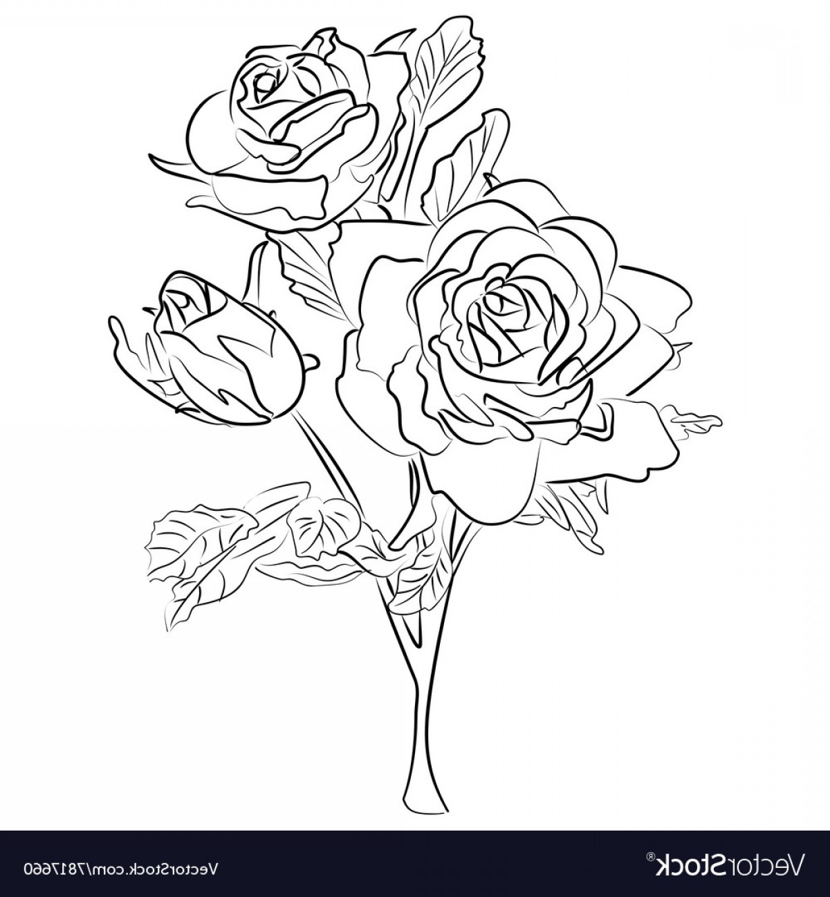 1200x1296 Sketch Black And White Rose Vector Hoodamathrun