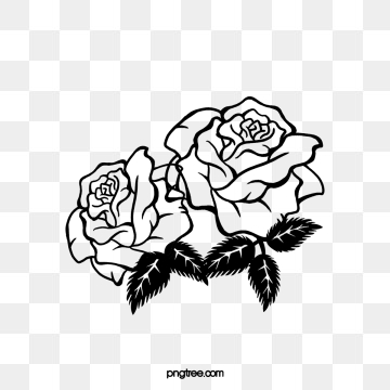 360x360 White Rose Png, Vector, And Clipart With Transparent