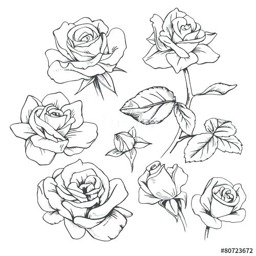 Black And White Rose Vector at Vectorified.com | Collection of Black ...