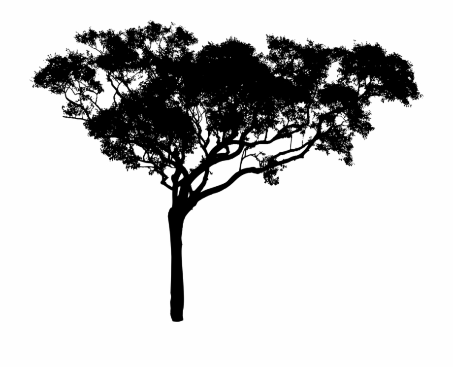 920x745 Tree Vector Png