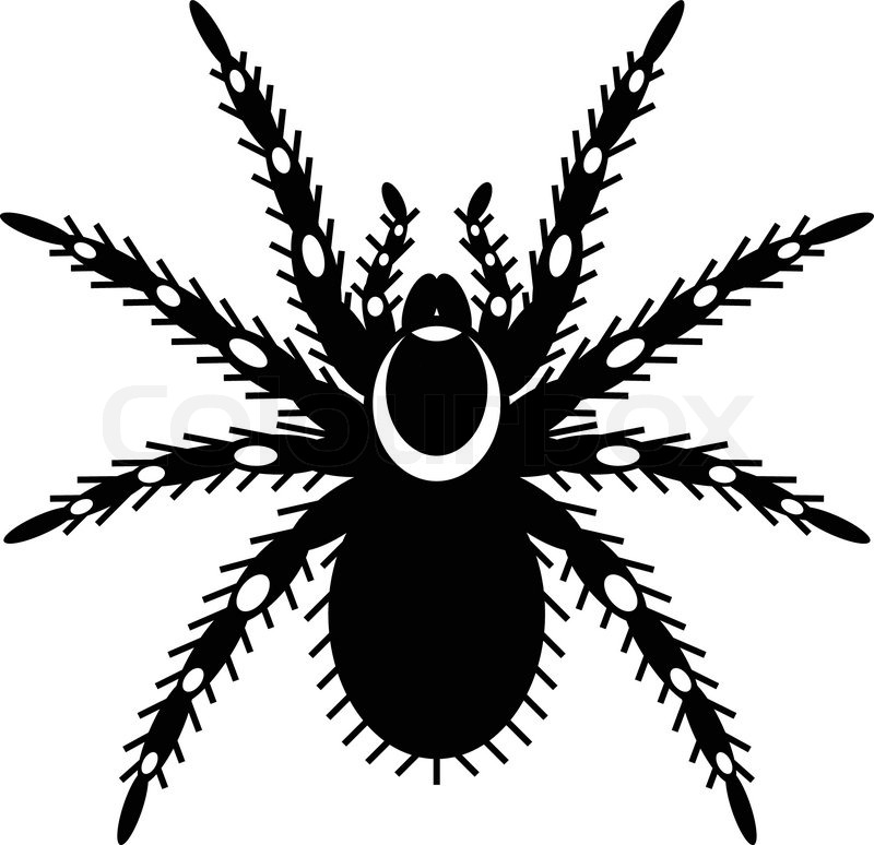 800x774 Black White Vector Of Tarantula Stock Vector Colourbox