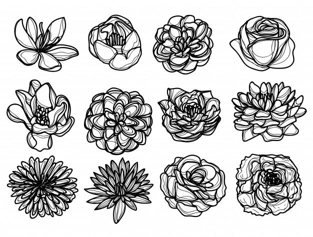 Flowers Hand Drawing And Sketch Black And White Vector Premium 626x474 Flowers Hand Drawing And Sketch Black And White Vector Premium