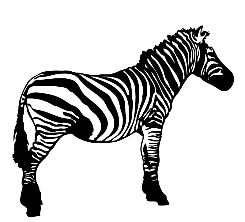 800x725 Black And White Zebra Vector Images