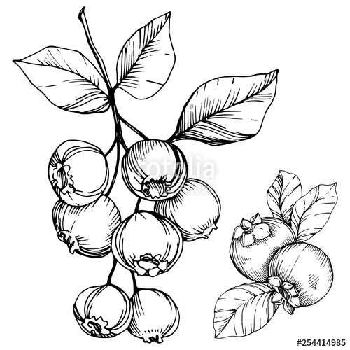 500x500 Vector Blueberry Black And White Engraved Ink Art Berries