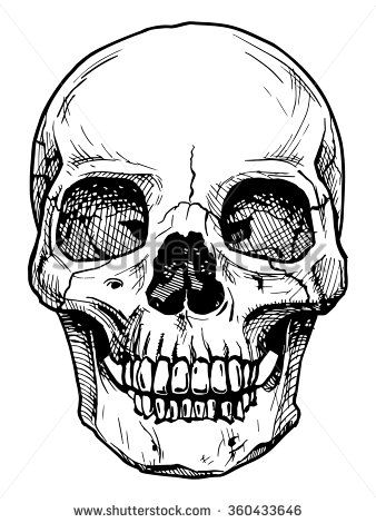 338x470 Vector Black And White Illustration Of Human Skull With A Lower