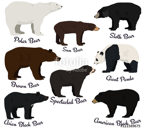 500x452 Different Species Of Bears Vector Illustration Eight Bear Species