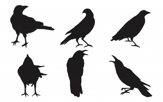 Crow Vectors, Photos And Free Download 626x391 Crow Vectors, Photos And Free Download