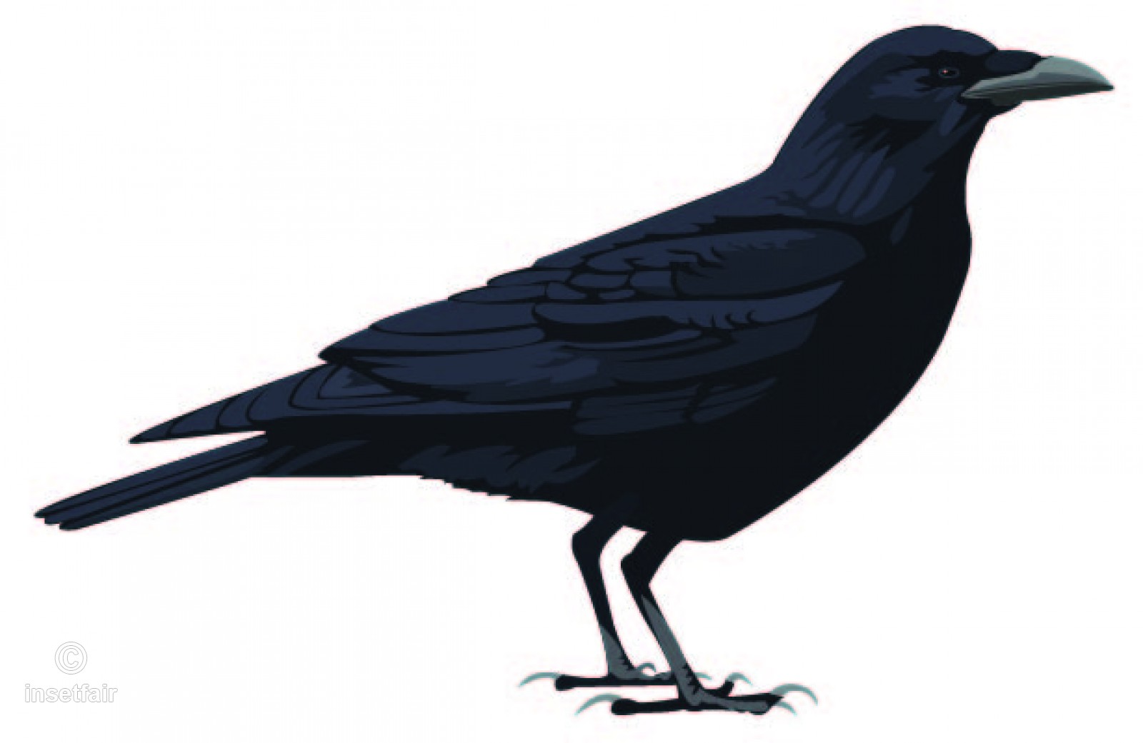 The Black Crow Realistic Vector Image Doe Free Download 1600x1041 The Black Crow Realistic Vector Image Doe Free Download