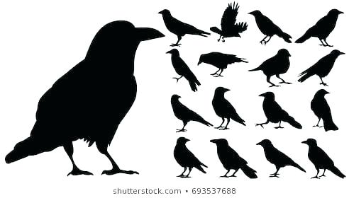 How To Draw Crows 492x280 How To Draw Crows