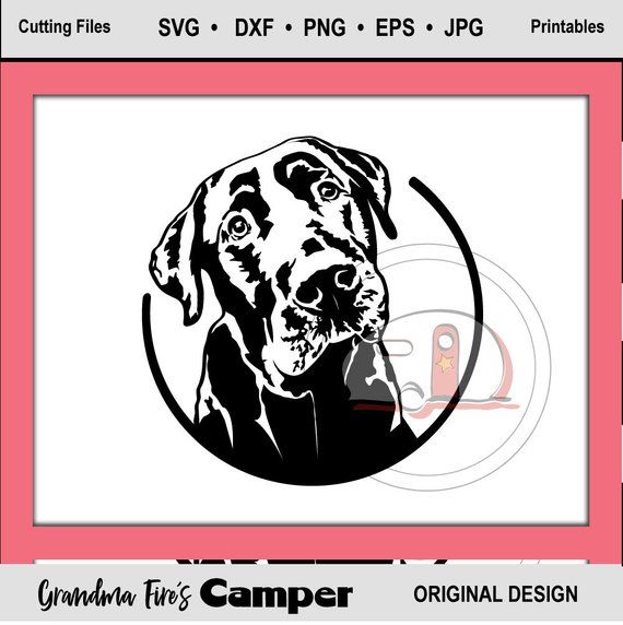 570x572 Labrador Retriever Black Lab, Dog, Lab, Water Dog