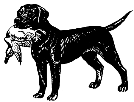 450x342 Black Lab Clip Art