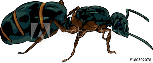 500x206 Vector Cartoon Black Queen Ant On White Background