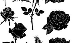 250x150 Black Rose Vector Illustration