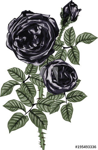 327x500 Black Roses Vector Art
