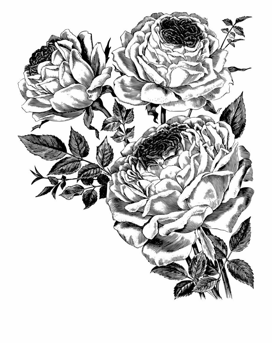 920x1157 Drawing Detail Rose