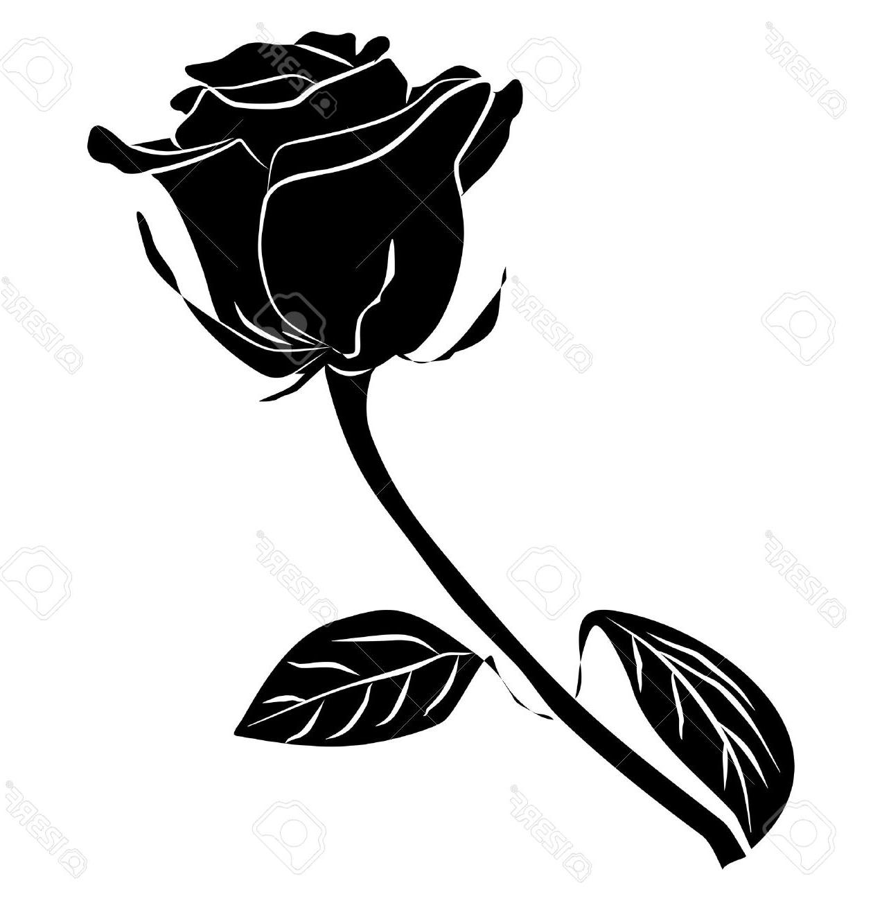 1260x1300 Hd Black Rose Vector Library Vector Images Design