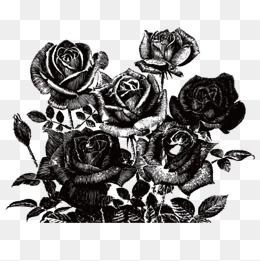 260x261 Black Rose, Vector, Black, Black Rose Pn