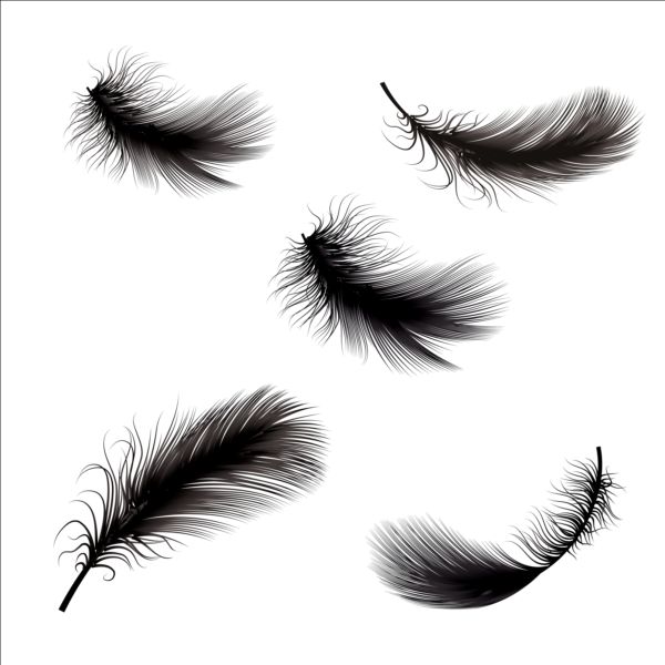 600x600 Black Feathers Illustration Vector Set Free Download
