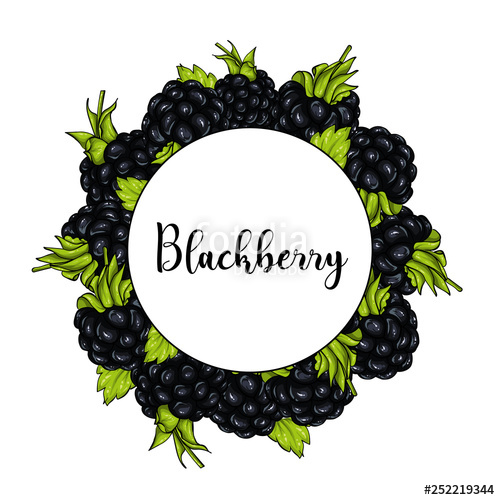 Blackberry Fruit Vector