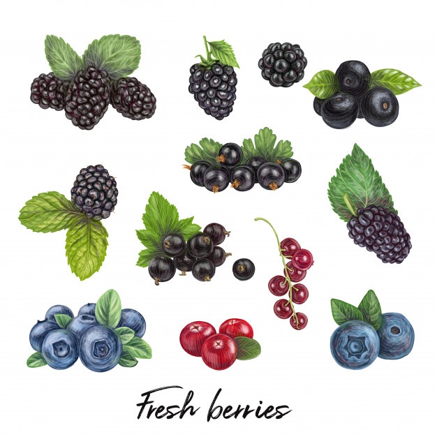Blackberry Vectors, Photos And Free Download 626x626 Blackberry Vectors, Photos And Free Download