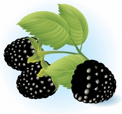 Blackberry Free Vector Download 396x368 Blackberry Free Vector Download