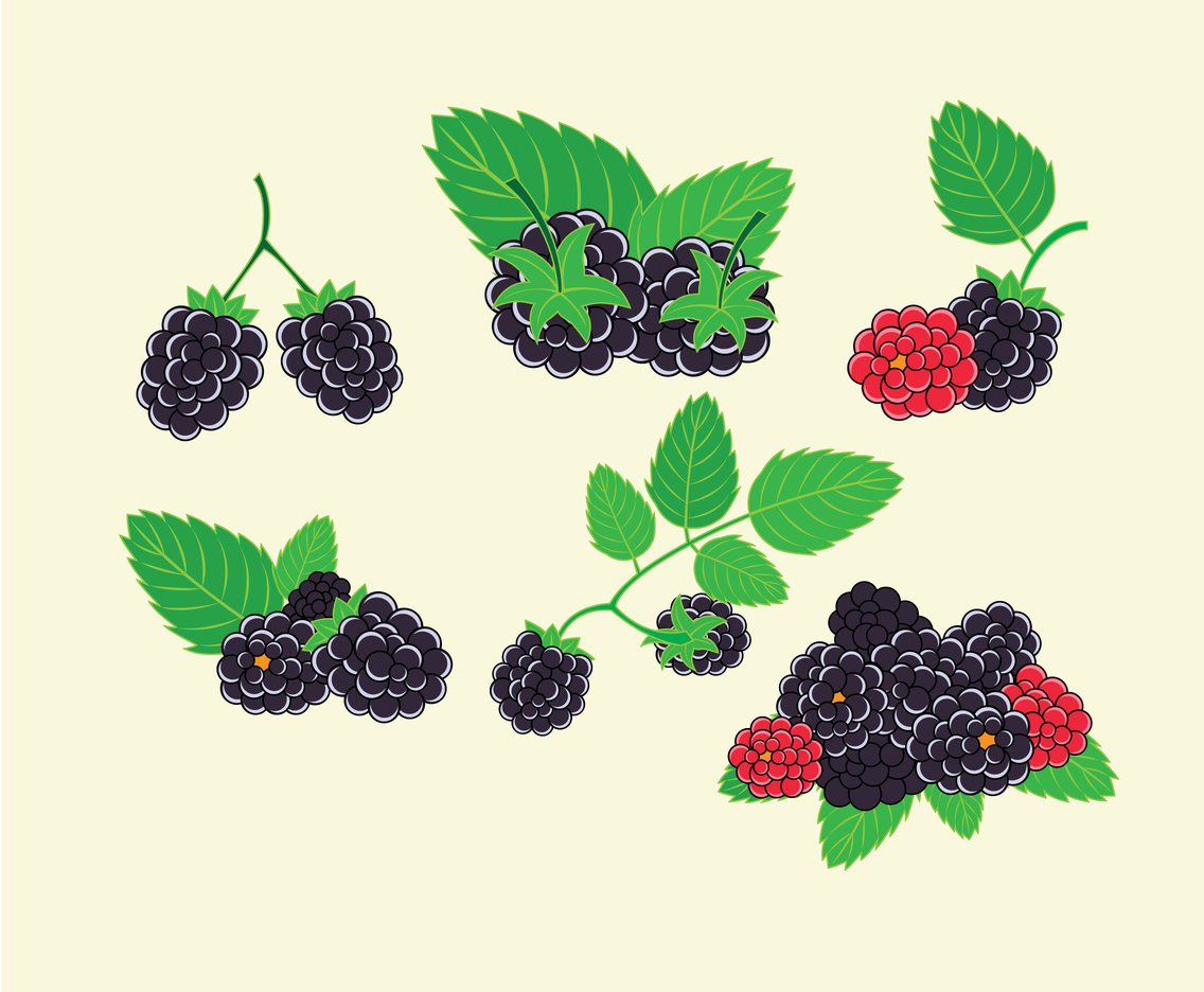 Fresh Blackberries Vector Vector Art Graphics 1136x936 Fresh Blackberries Vector Vector Art Graphics