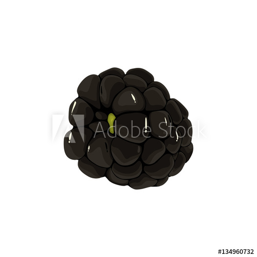 Realistic Blackberry Fruit Vector Illustration 500x500 Realistic Blackberry Fruit Vector Illustration