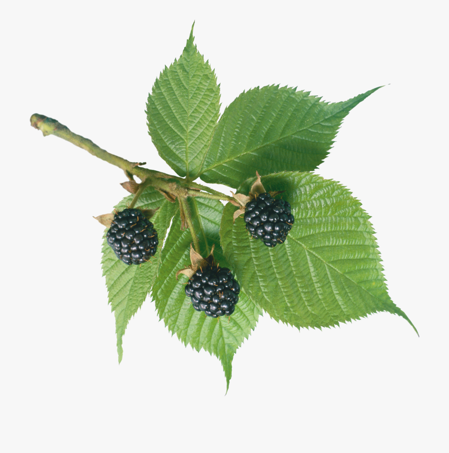 Vector Fruits Mulberry 920x928 Vector Fruits Mulberry