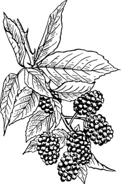 Vector Blackberries For Free Download 262x368 Vector Blackberries For Free Download