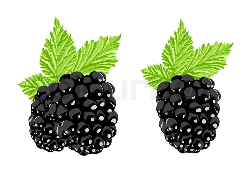 Vector Blackberry On White Background Stock Vector Colourbox 800x560 Vector Blackberry On White Background Stock Vector Colourbox