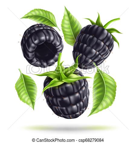 Vector Realistic Blackberry Juicy Fruit In Motion Vector Clip Art 450x470 Vector Realistic Blackberry Juicy Fruit In Motion Vector Clip Art