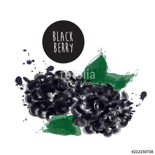 Blackberry Watercolor Painting Vector Hand Drawn Illustration 500x500 Blackberry Watercolor Painting Vector Hand Drawn Illustration