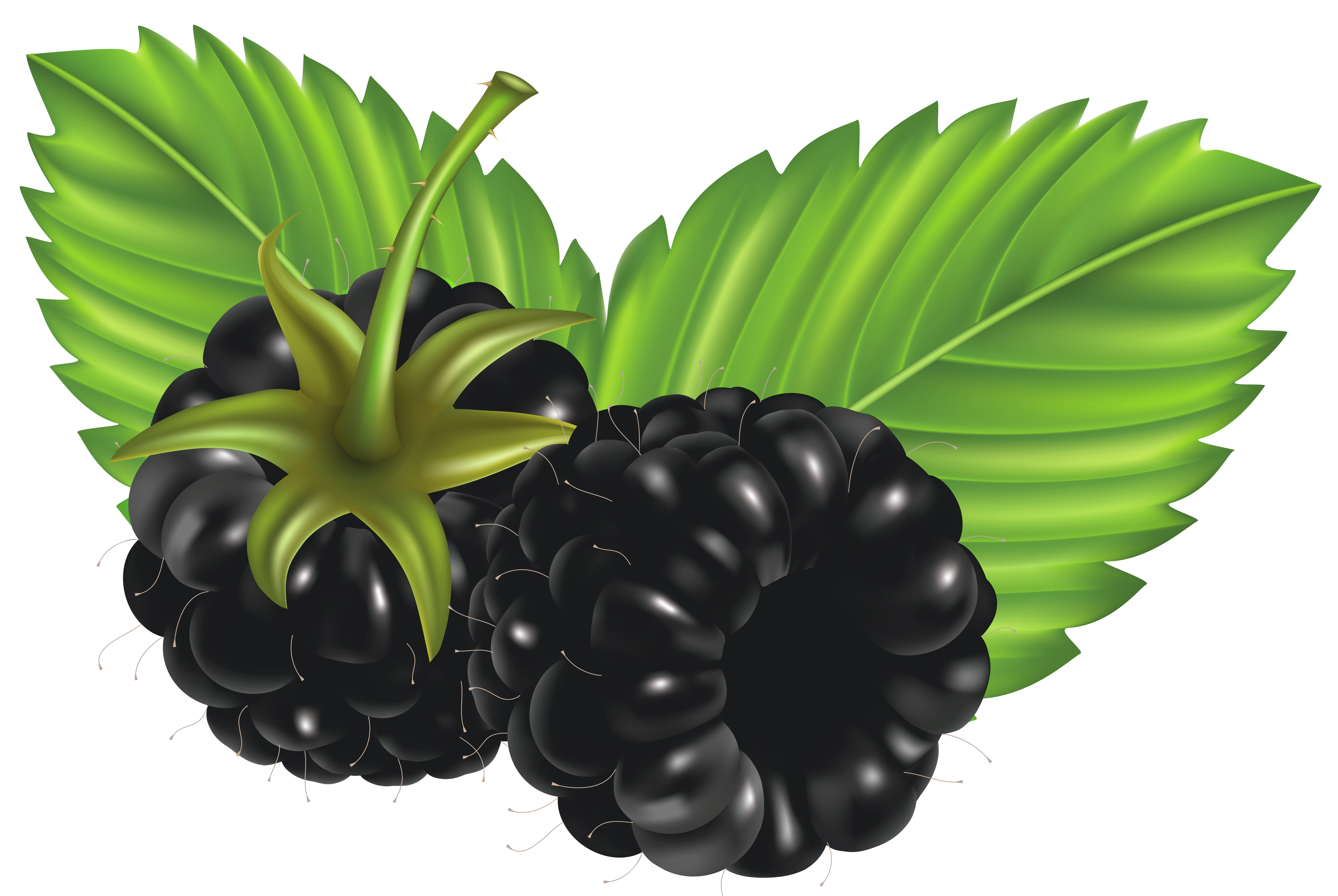Blackberries Png Vector Clipart 4961x3324 Blackberries Png Vector Clipart