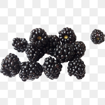 Blackberry Fruit Png, Vector, And Clipart With Transparent 360x360 Blackberry Fruit Png, Vector, And Clipart With Transparent