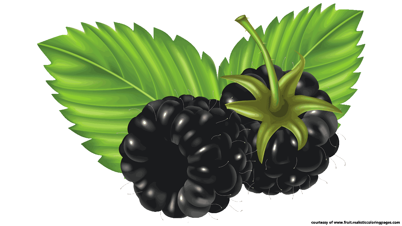 Blackberry Fruit Vector, Clipart 1280x720 Blackberry Fruit Vector, Clipart